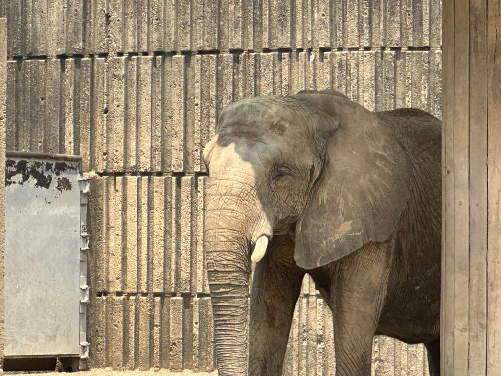 Memphis Zoo